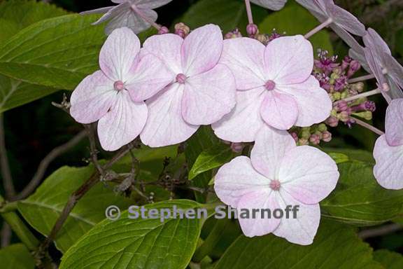 hydrangea macrophylla 2 graphic